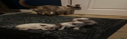 Siamese cats for sale: Beautiful Siamese females  - Advert 7