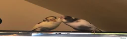 Budgerigars birds for sale: Two Male budgies (brothers) up for adoption. in Leamington Spa - Advert 3