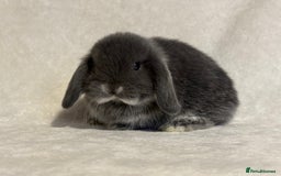 Mini Lop rabbits for sale: Pure mini lop babies to reserve  - Image 13