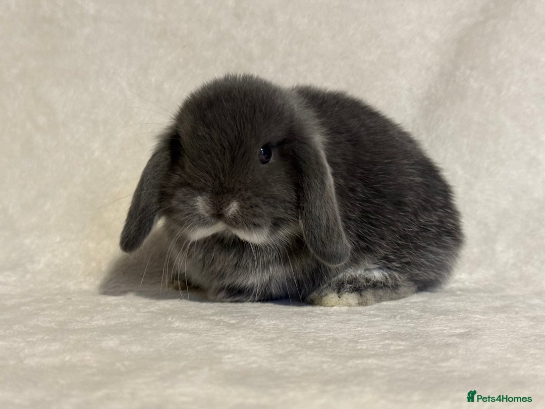 Mini Lop rabbits for sale: Pure mini lop babies to reserve  - Image 13
