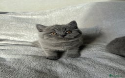 British Shorthair cats for sale:  👑 GCCF Purebred British Shorthair kittens 👑 - Image 7
