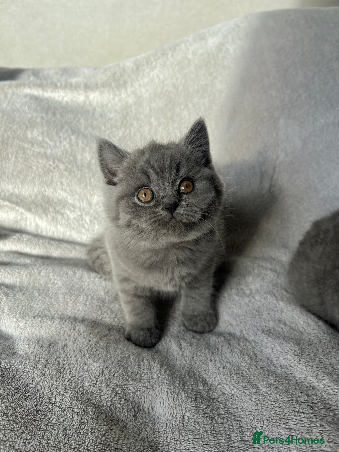 British Shorthair cats for sale:  👑 GCCF Purebred British Shorthair kittens 👑 - Image 7