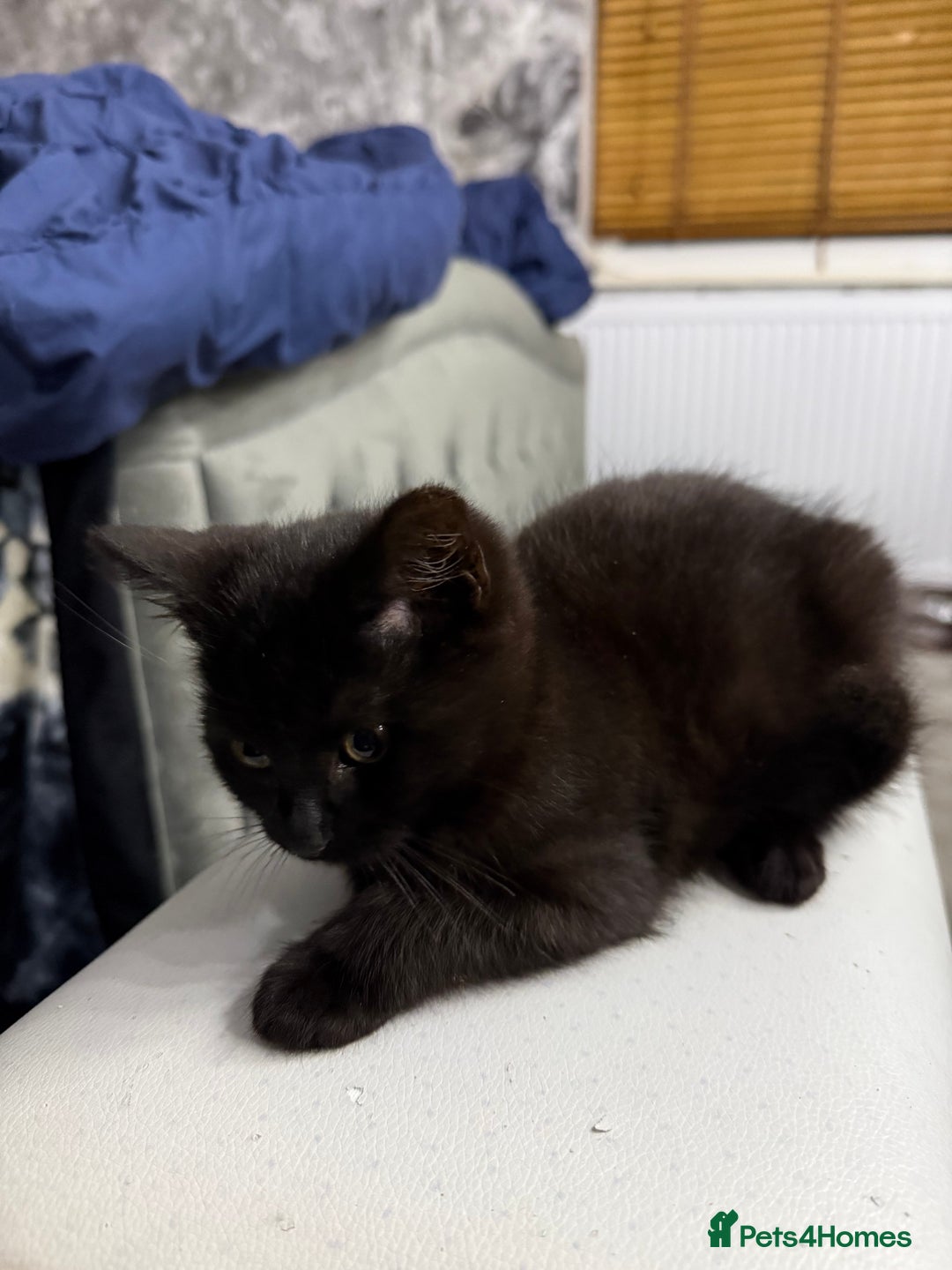 Mixed Breed cats for sale: 10-Week-Old Playful Kittens Seeking Loving Homes - Advert 13