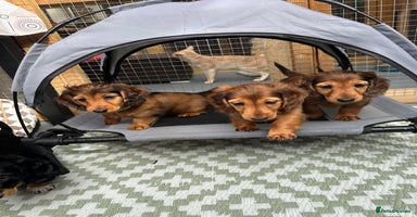 Dachshund dogs - Advert 1