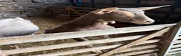 Goats livestock for sale: 2 X Goats for sale in Newcastle upon Tyne - Advert 6