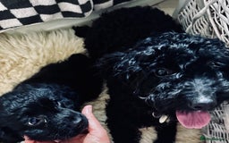 Mixed Breed dogs for sale: Beautiful Sproodle puppies stunning  - Image 16
