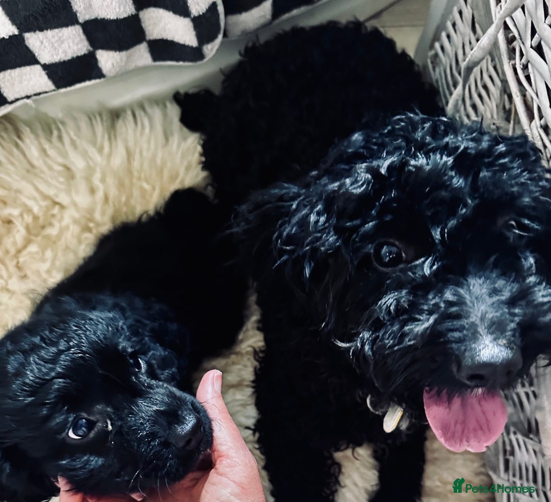 Mixed Breed dogs for sale: Beautiful Sproodle puppies stunning  - Image 16