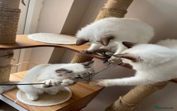 Ragdoll cats for sale: Ragdoll kittens from Moonliteyecats  - Image 21