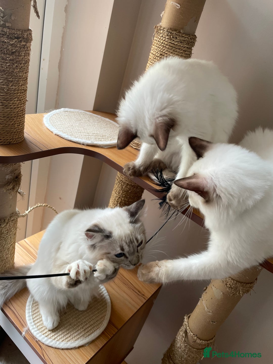 Ragdoll cats for sale: Ragdoll kittens from Moonliteyecats  - Image 21