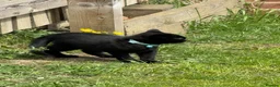 Bombay cats for sale: Bombay black male Kitten  **  in Dewsbury - Advert 2