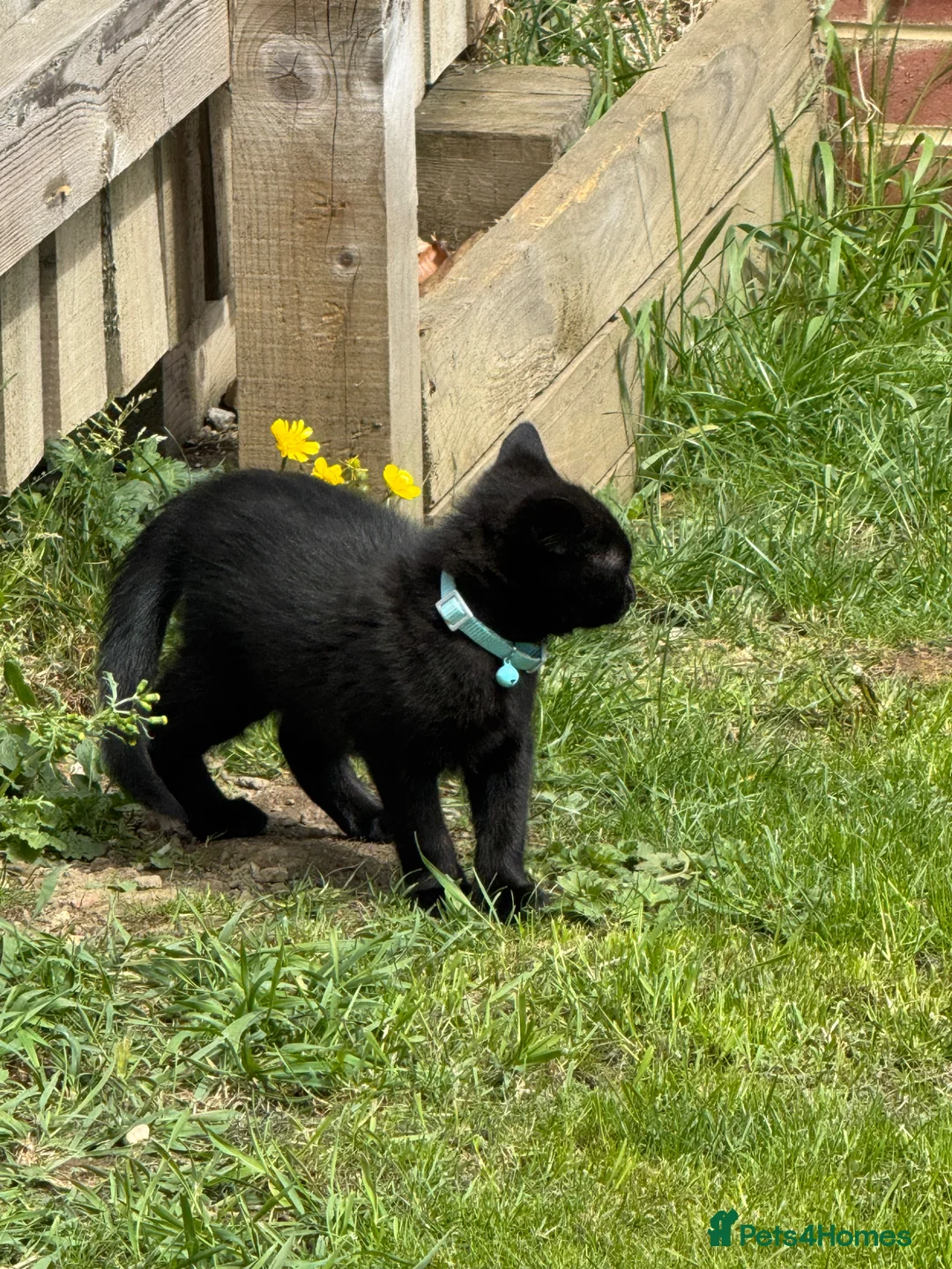 Bombay cats for sale: Bombay black male Kitten  **  in Dewsbury - Advert 2