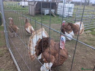 Geese poultry Chicken Lemons, lavenders, black, barred,Bourbon T - Advert 6