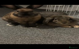 Lionhead rabbits for sale: Set of 3 baby bunnies - Image 2