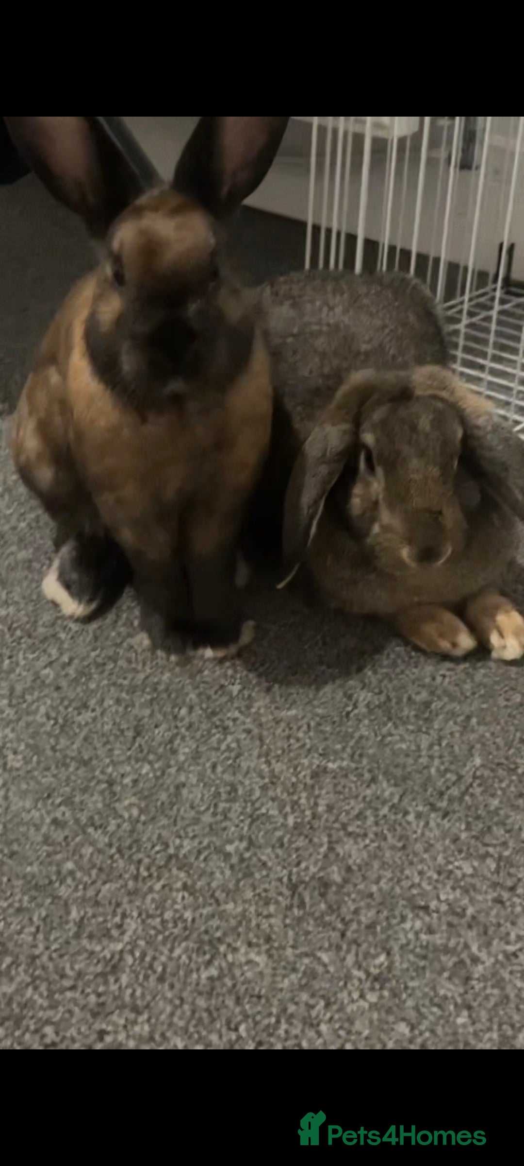 Lionhead rabbits for sale: Set of 3 baby bunnies - Image 2