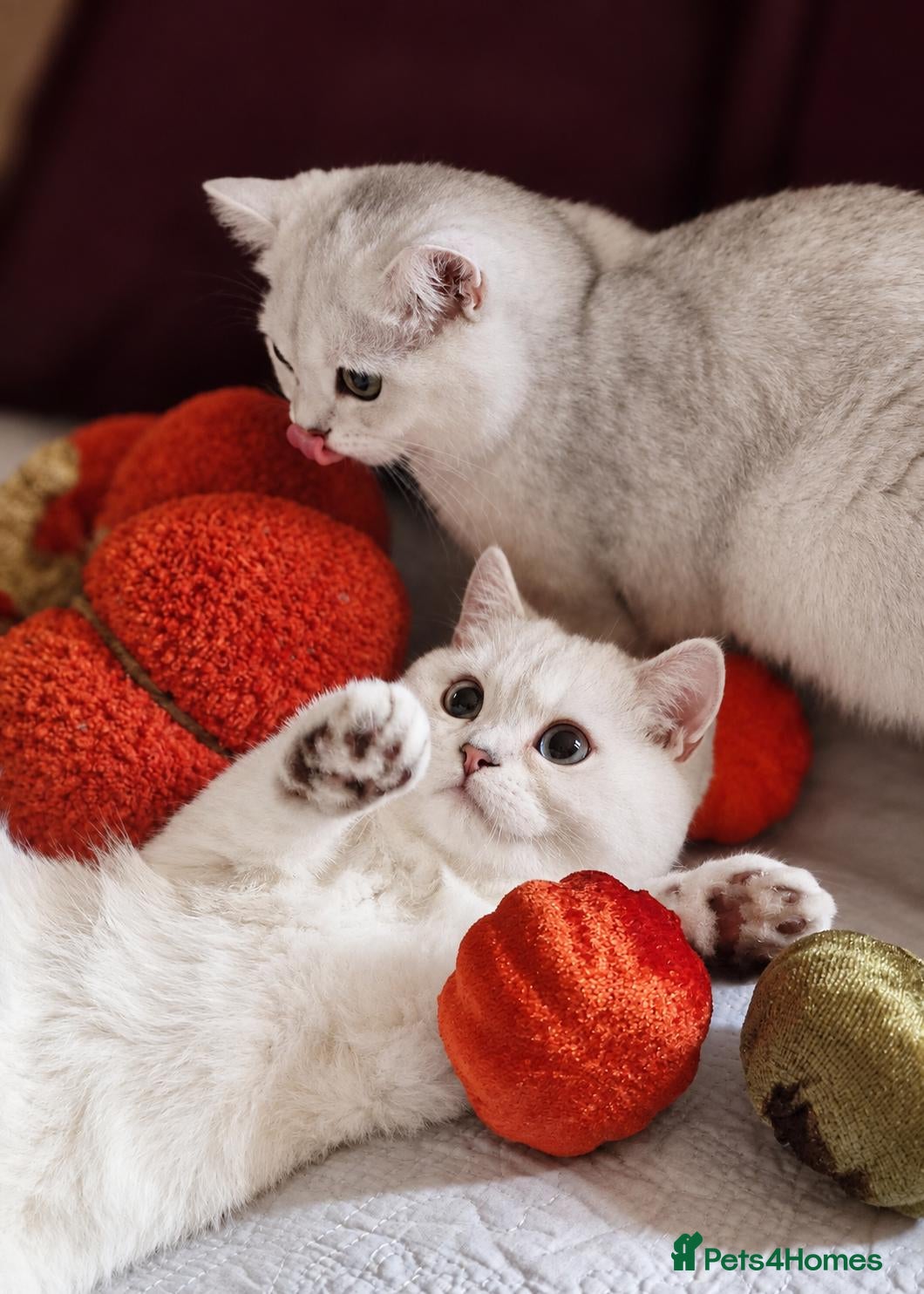 British Shorthair cats 💖READY TO GO!💖GOLDEN &SILVER POINT BSH KITTENS💖 - Advert 2