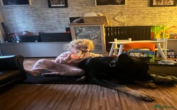 Mixed Breed dogs for sale: Selling my German x Dutch shepherd  - Image 4