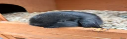 Mini Lop rabbits for sale: Mini lop babies  - Advert 13