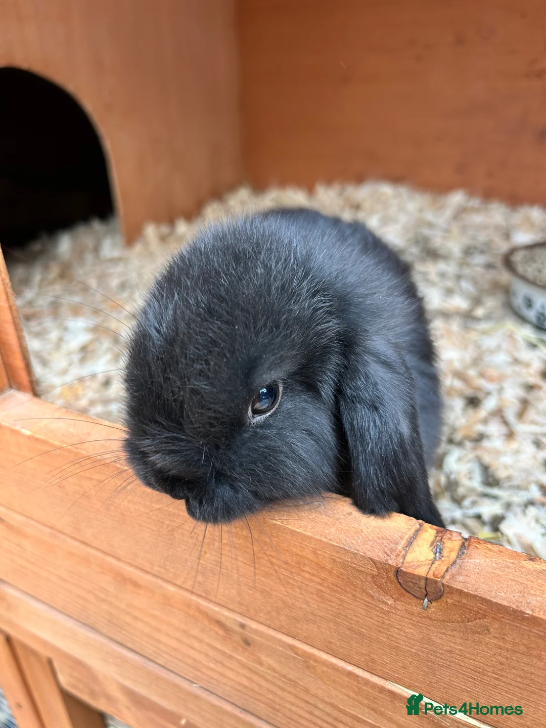 Mini Lop rabbits for sale: Mini lop babies  - Advert 13