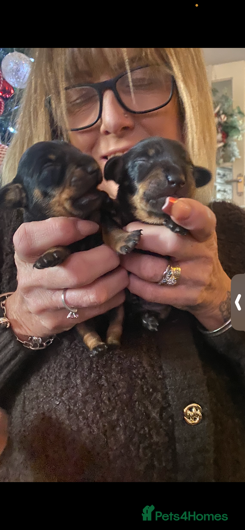 Miniature Dachshund dogs Minature dachsund puppies - Advert 1