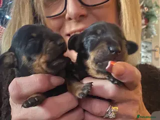 Miniature Dachshund dogs Minature dachsund puppies - Advert 5