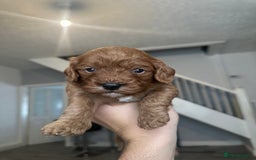 Cavapoo dogs for sale: RED toy cavapoo puppiees  - Image 7