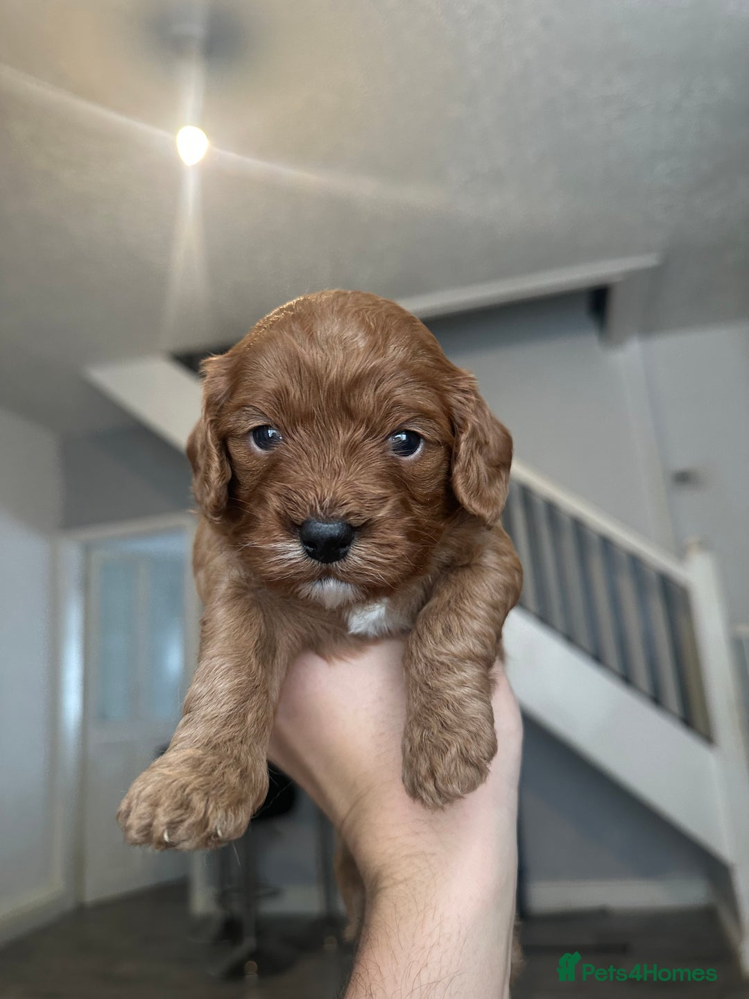 Cavapoo dogs for sale: RED toy cavapoo puppiees  - Image 7