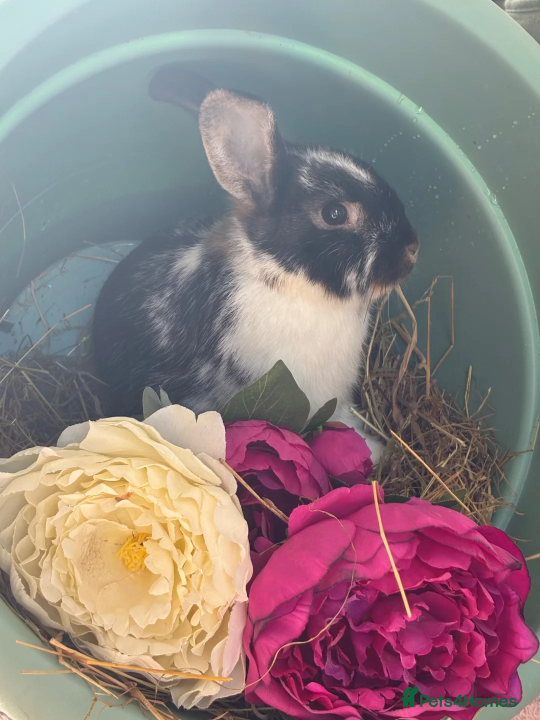 Mini Lop rabbits for sale: Neatherland dwarf X Mini lop  - Advert 6