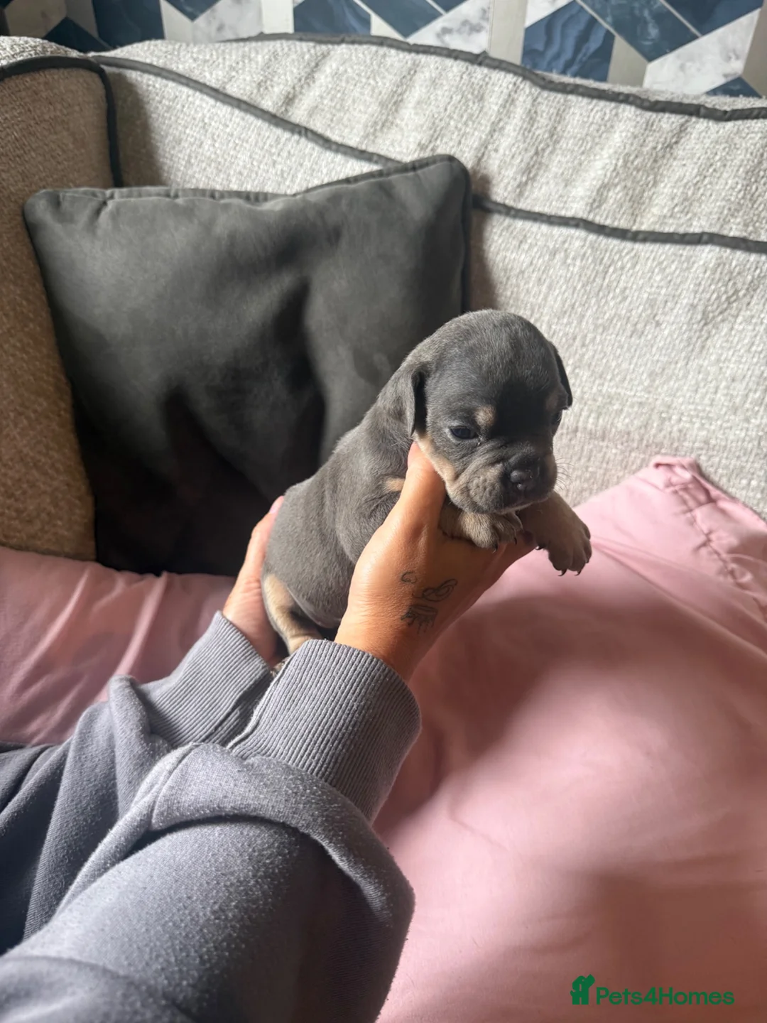 English Bulldog dogs for sale: Old English bulldog  in Portsmouth - Advert 1