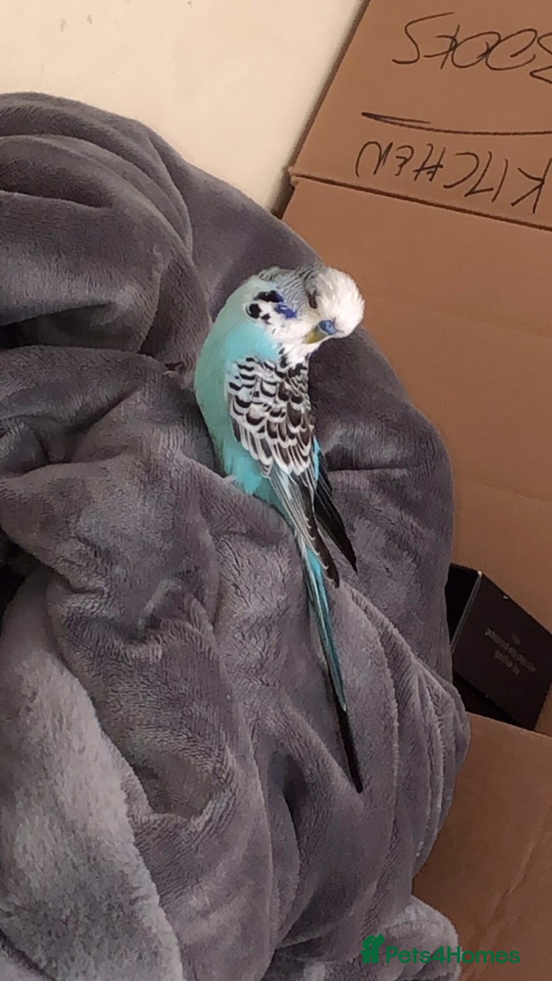 Budgerigars birds for sale: Male budgie & cage for sale - Advert 4