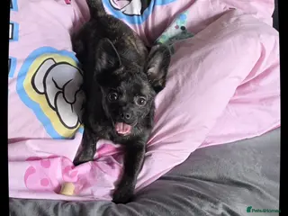 French Bulldog dogs ❤️⭐️ Beautiful Frenchie Pom Girl ❤️⭐️ ⭐️ - Advert 10