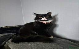 Domestic Shorthair cats for adoption: Bonded Pair  in Romford - Image 14