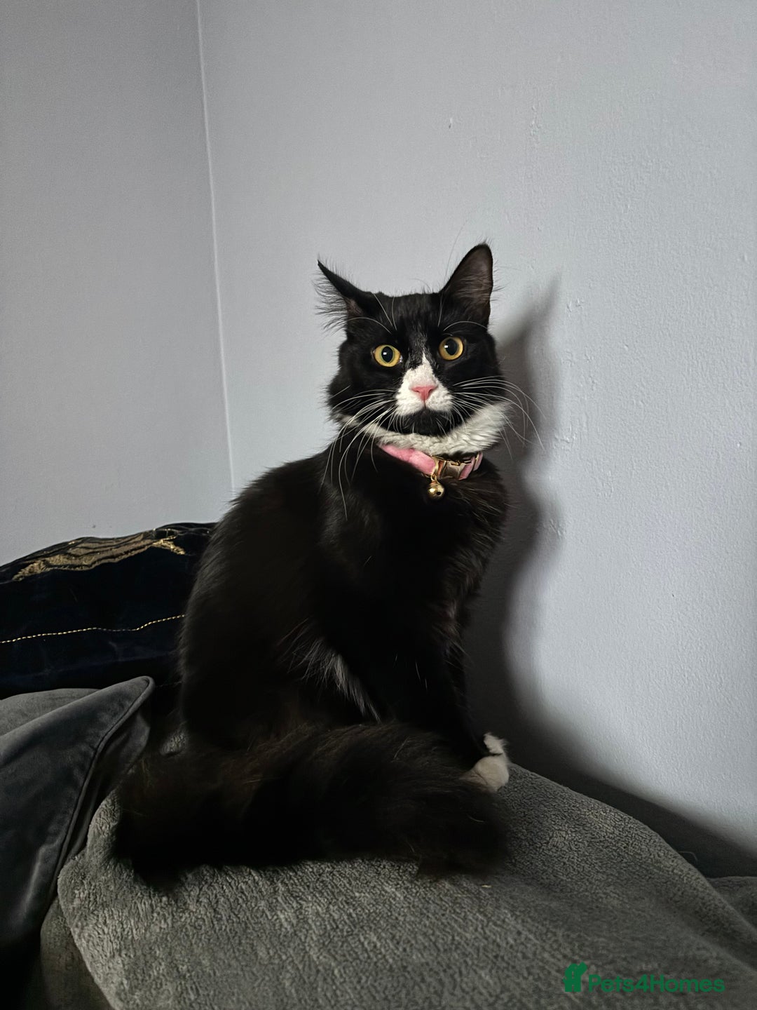 Domestic Shorthair cats for adoption: Bonded Pair  in Romford - Image 14