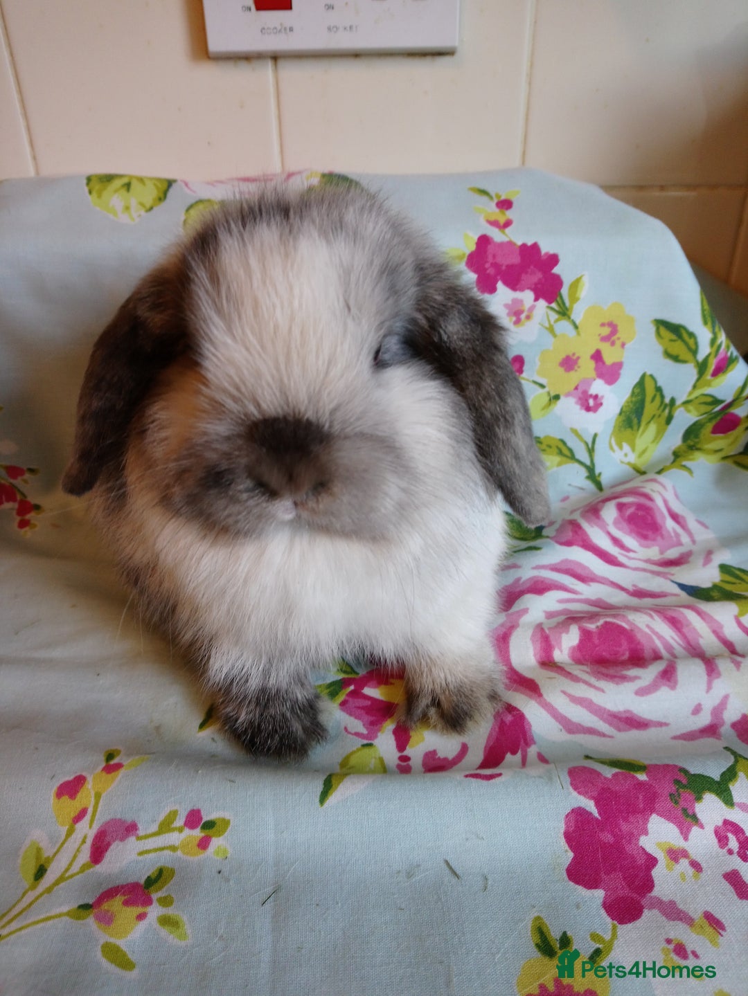 Mini Lop rabbits for sale: Pedigree Mini Lops - Advert 18