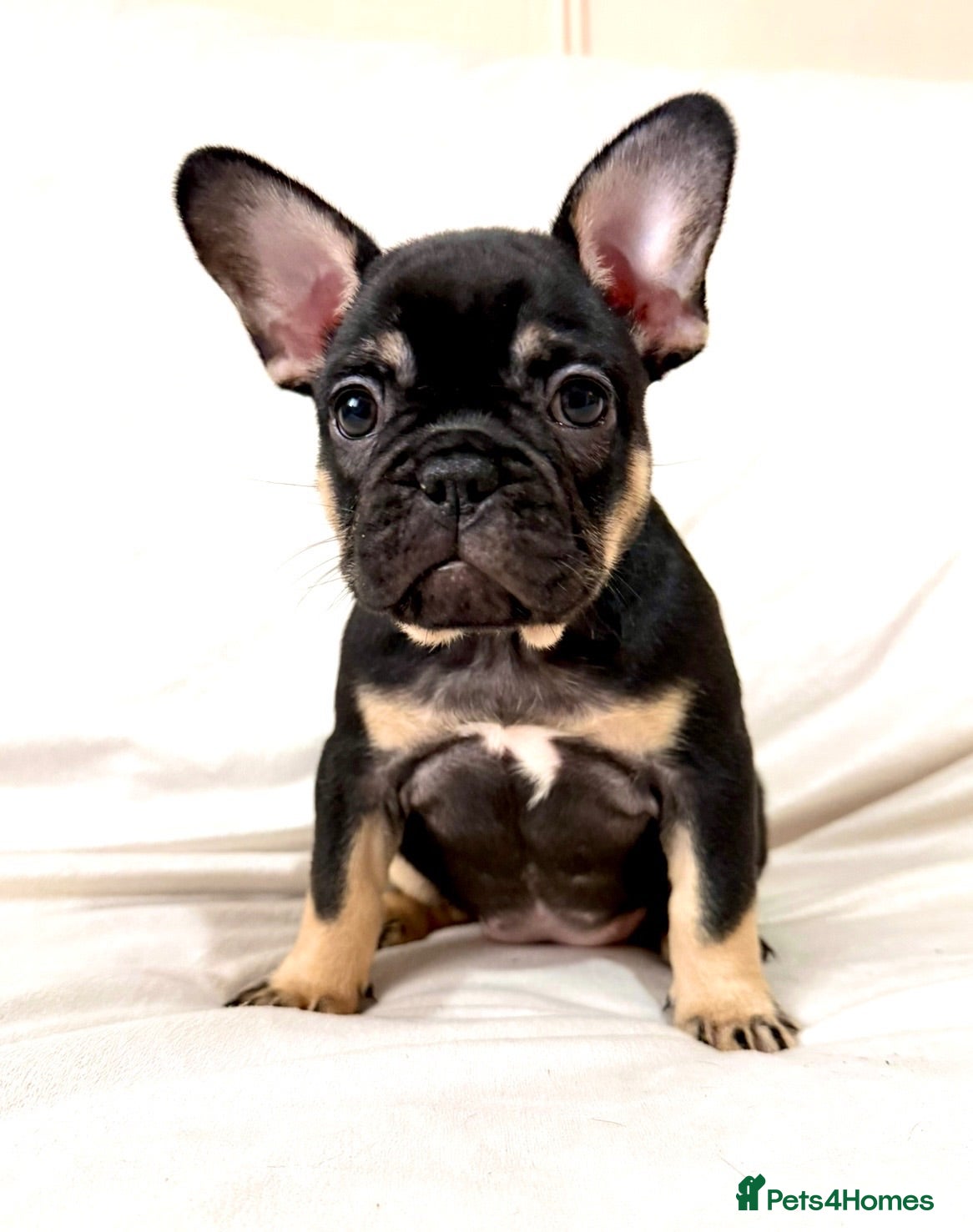 French Bulldog dogs *REDUCED LAST 2 AVAILABLE* FRENCH BULLDOG PUPS  - Advert 9