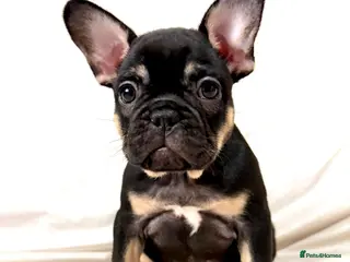 French Bulldog dogs *REDUCED LAST 2 AVAILABLE* FRENCH BULLDOG PUPS - Advert 9