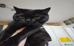 British Shorthair cats for sale: Black British Shorthair  in Sowerby Bridge - Image 15