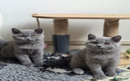 British Shorthair cats for sale: READY 1 boy Pedigree British shorthair  - Image 14