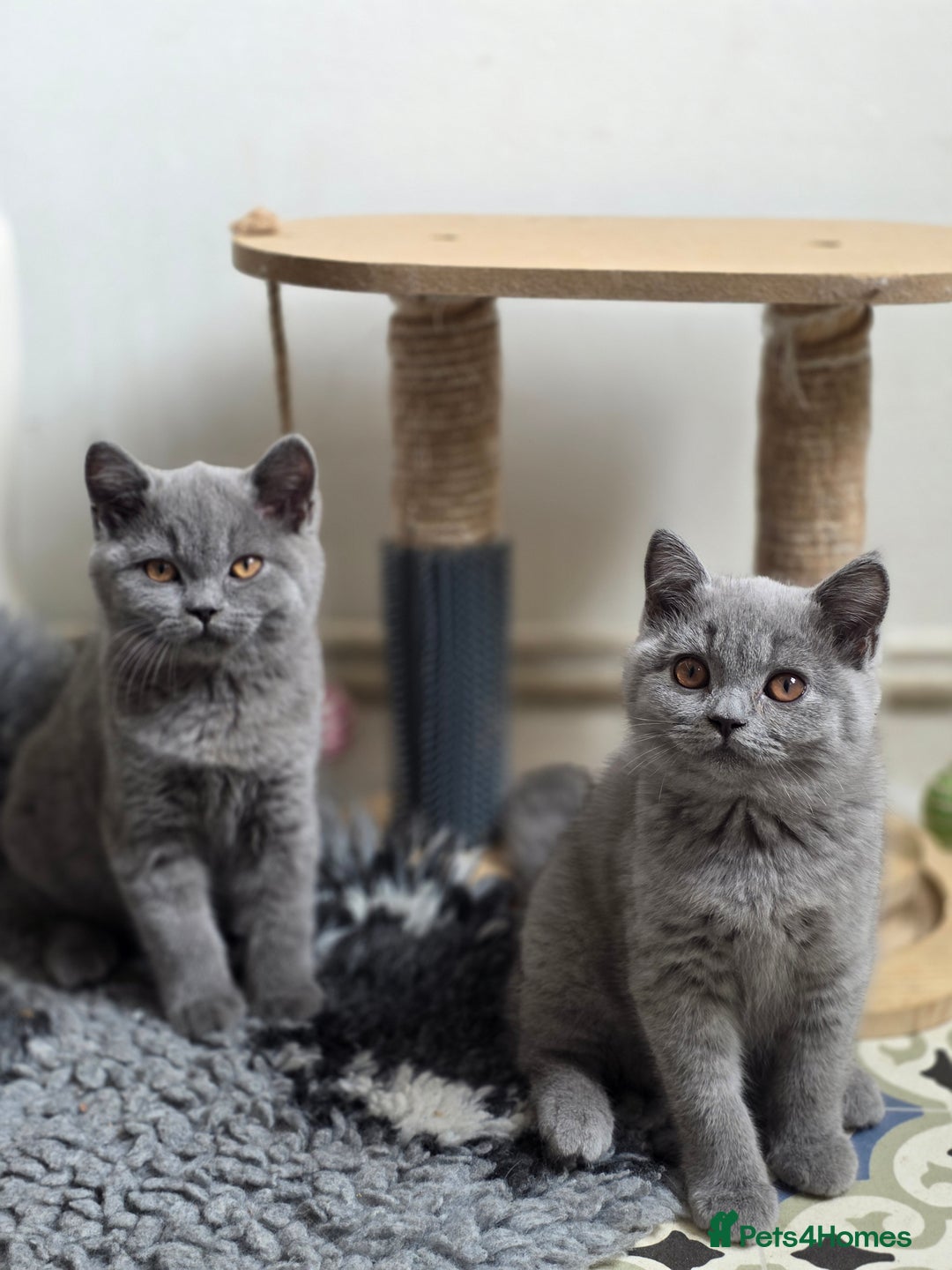 British Shorthair cats for sale: READY 1 boy Pedigree British shorthair  - Image 14