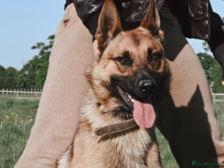 German Shepherd dogs for sale - Advert 1