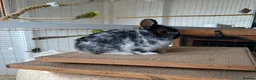 Netherland Dwarf rabbits for sale: Pure Netherland dwarfs for sale  - Advert 1