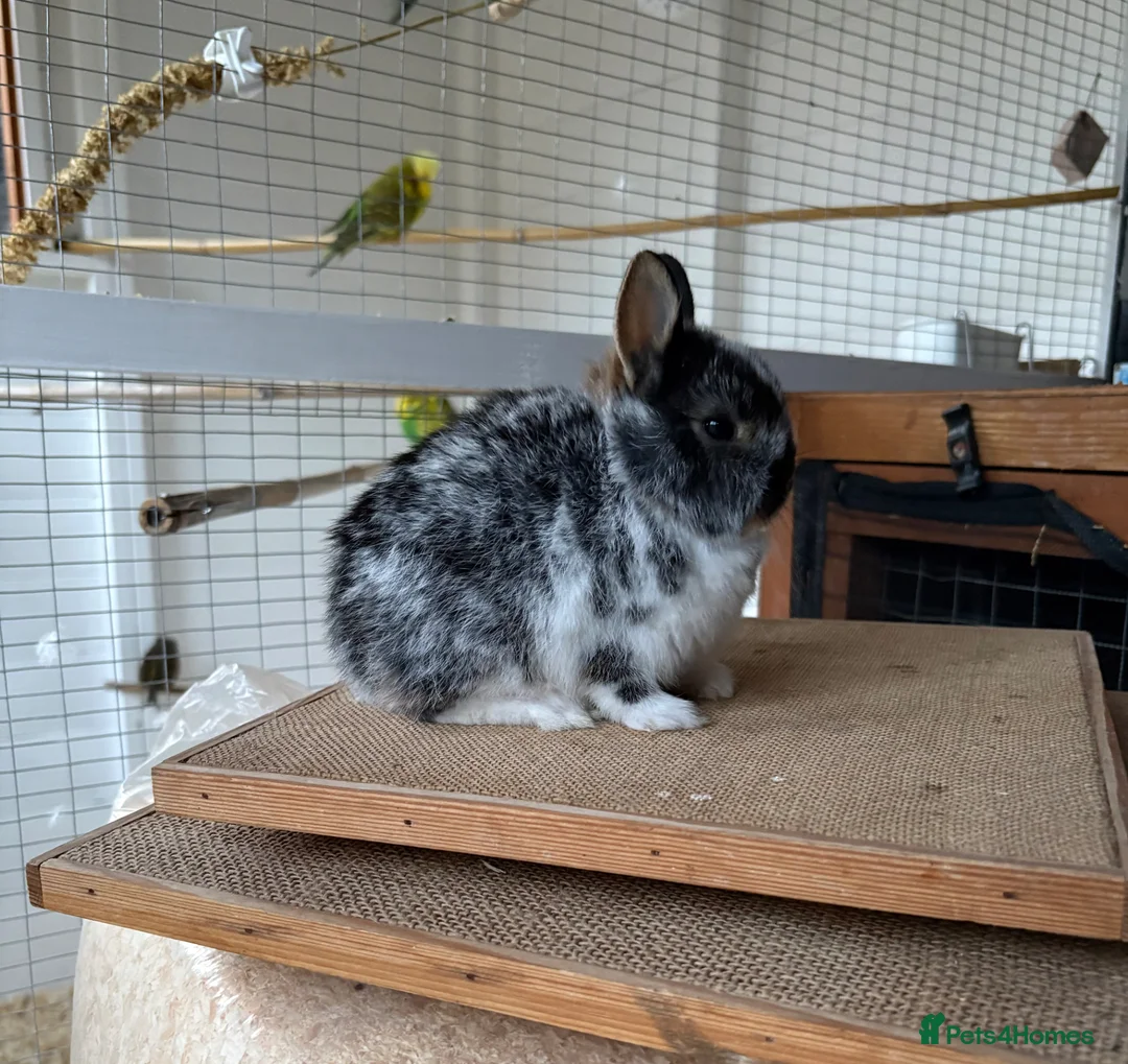 Netherland Dwarf rabbits for sale: Pure Netherland dwarfs for sale  - Advert 1