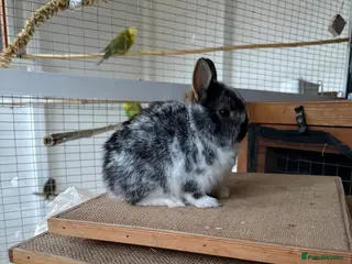 Netherland Dwarf rabbits Pure Netherland dwarfs for sale - Advert 2