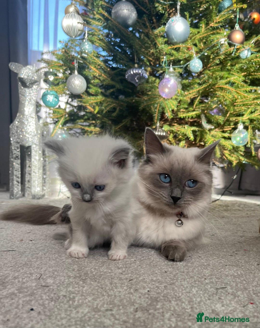 Ragdoll cats for sale: Blue point Ragdoll girl - Advert 8