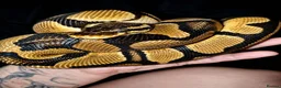Python Snake reptiles for sale: Orange dream fire ph pied  in Southampton - Advert 1