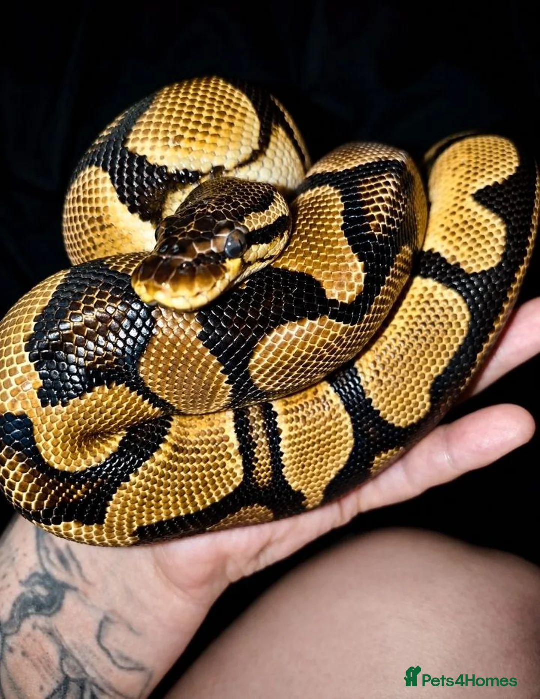 Python Snake reptiles for sale: Orange dream fire ph pied  in Southampton - Advert 1