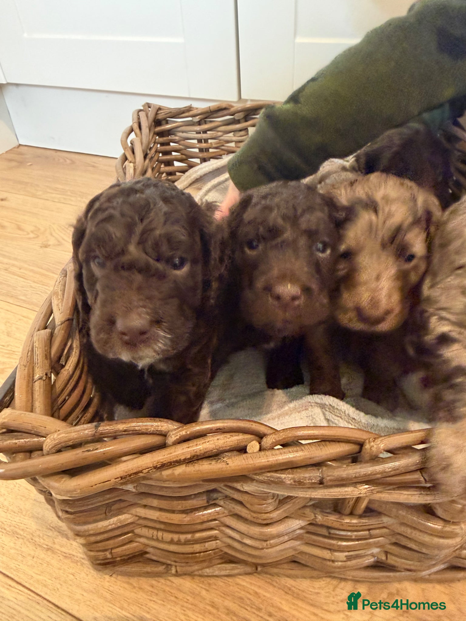 Cockapoo dogs Cockapoo puppies for sale  - Advert 6
