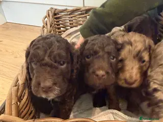 Cockapoo dogs Cockapoo puppies for sale - Advert 6