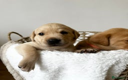 Labrador Retriever dogs for sale: Champion Bloodlines KC Labrador Retriever Puppies - Image 2