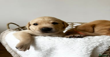 Labrador Retriever dogs - Advert 3