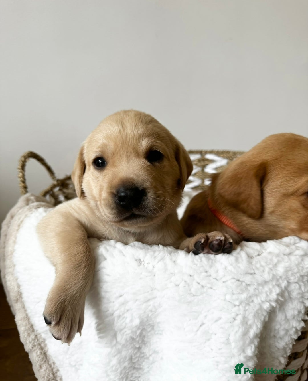 Labrador Retriever dogs for sale: Champion Bloodlines KC Labrador Retriever Puppies - Image 2